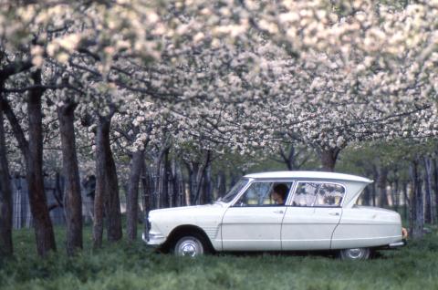 ami_6_berline_1963_arbres_en_fleurs_0.jpg